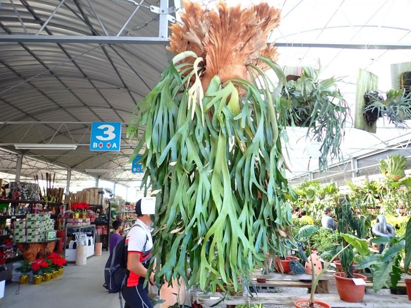檔案:爪哇鹿角蕨 Platycerium Willinckii.jpg