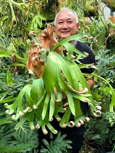 檔案:Mrfoong.jpg