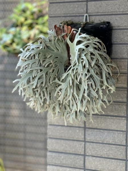 檔案:Totoro （相片來源：Goman Plants）.jpg
