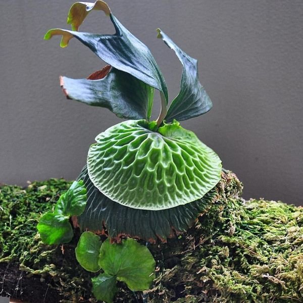檔案:非洲猴腦 馬達加斯加鹿角蕨.jpg
