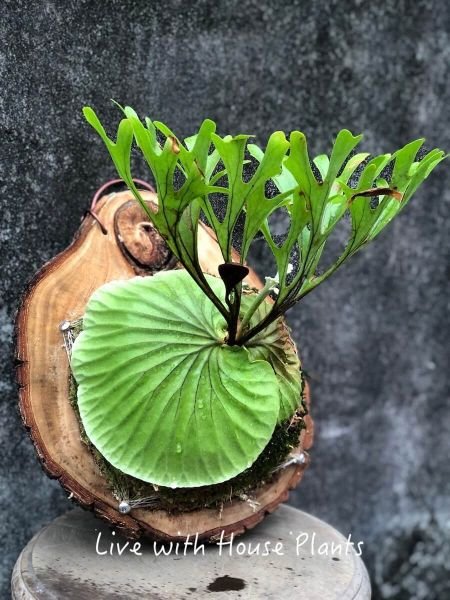檔案:亞洲猴腦鹿角蕨.jpg